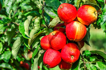 Red apples on a tree.Ripe Apples in the Apple Orchard before Harvesting. Apple orchard. Basket of Apples.Morning shot
