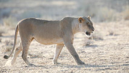 Lioness walking over dry Kalahari Desert sand