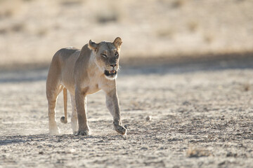 Lioness walking over dry Kalahari Desert sand