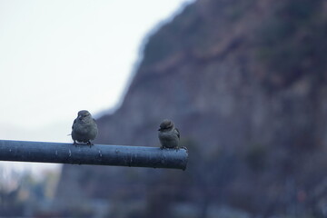A pair of sparrows sitting on an iron pipe.