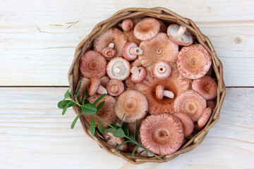 Wicker basket brimming with freshly picked lactarius mushrooms and sprig of greenery on rustic...
