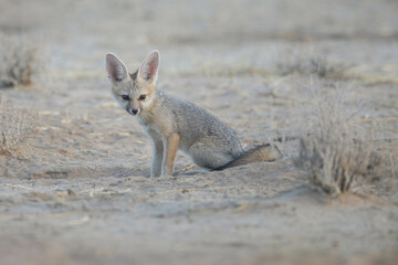 Young Cape fox sitting on the arid Kalahari sand while resting between play