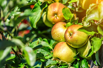 Apples on a tree.Ripe Apples in the Apple Orchard before Harvesting. Apple orchard. Basket of Apples.Morning shot