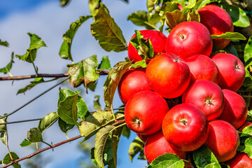 Red apples on a tree.Ripe Apples in the Apple Orchard before Harvesting. Apple orchard. Basket of Apples.Morning shot