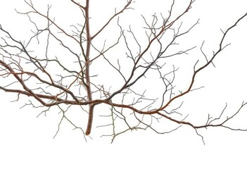 Obraz premium Bare, twisted branches isolated against a pure white backdrop, background, nature