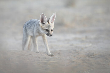 Cape fox walking in arid Kalahari Desert while looking for food