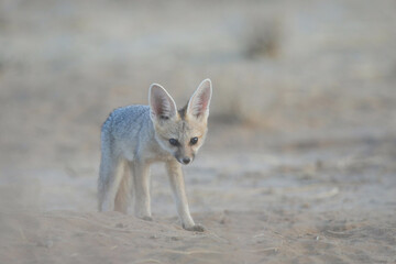 Cape fox walking in arid Kalahari Desert while looking for food