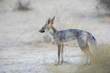 Cape fox moving around over arid Kalahari Desert in search of food