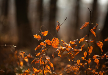 Jesienna impresja - Las. © mycatherina