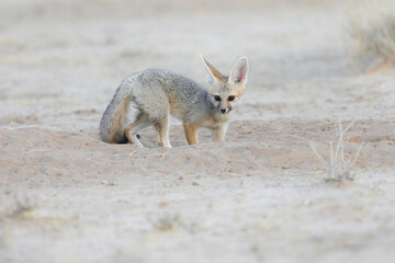 Fototapeta premium Cape fox feeling safe at its den in the dry Kalahari Desert sand