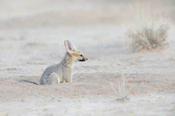 Fototapeta premium Young Cape fox sitting on the arid Kalahari sand while resting between play