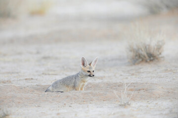 Young Cape fox sitting on the arid Kalahari sand while resting between play