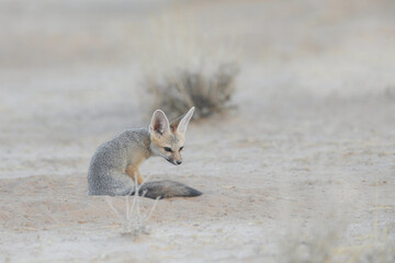Young Cape fox sitting on the arid Kalahari sand while resting between play