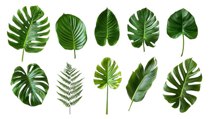 Collection of Various Amazon Rainforest Plant Leaves on Transparent Background. Amazon Rainforest Leaves Collection