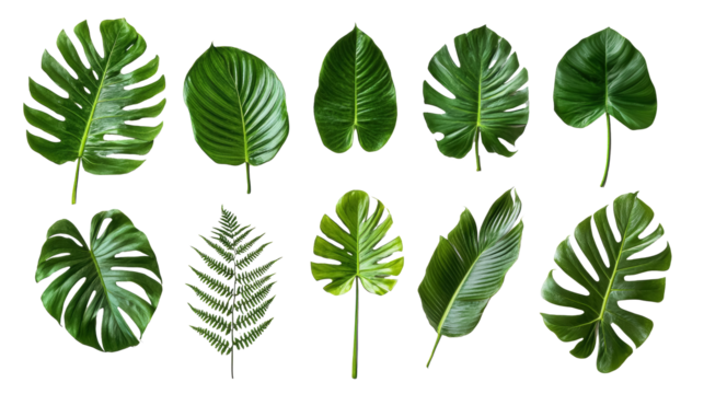 Collection of Various Amazon Rainforest Plant Leaves on Transparent Background. Amazon Rainforest Leaves Collection