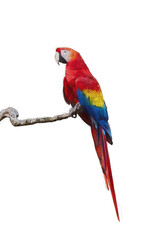 A vibrant watercolor painting of a parrot in white background 