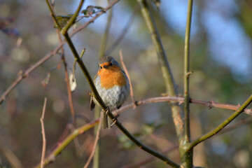 Young robin in its natural habitat
