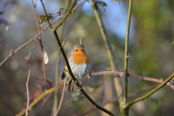 Young robin in its natural habitat