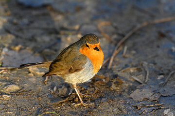 Young robin in its natural habitat
