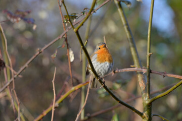 Young robin in its natural habitat
