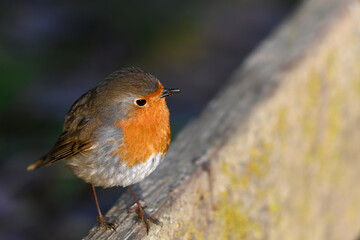 Young robin in its natural habitat