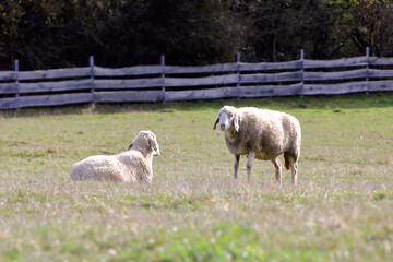 Obraz premium Sheep eat grass in a field.