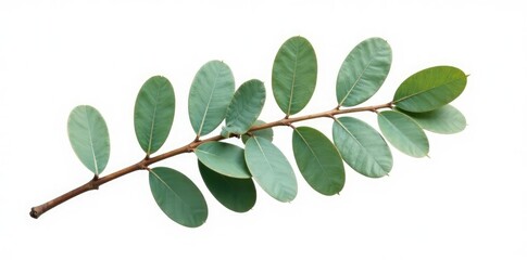 Large isolated eucalyptus branch on white background, eucalyptus, nature