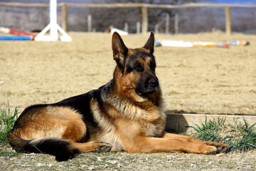Majestic German Shepherd Resting in Sunlit Outdoor Setting