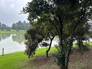 Arboles al borde de lago divino - obrazy, fototapety, plakaty