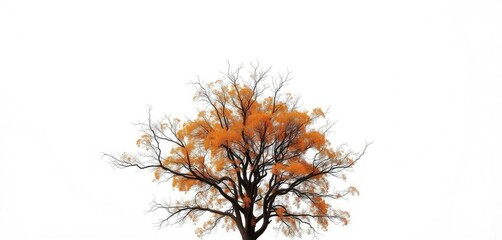 Lone deciduous tree, branches reaching skyward, stark white background, tree, forest