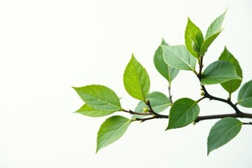 Delicate branches with soft leaves isolated on white background, branch, botanical, isolated