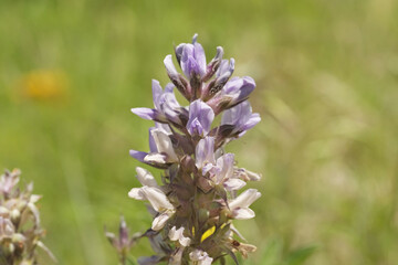 Texas indian breadroot wildflower closeup with blurred background.