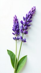 Fototapeta premium Freshly picked lavender isolated on white surface, plant life, nature, flower