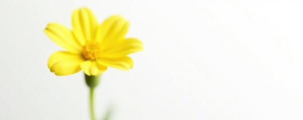 Fototapeta premium Single bloom of small yellow flower isolated on white background, blossom, yellow, green