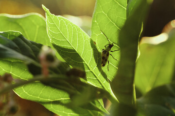 Diabrotica undecimpunctata, cucumber beetle on plant during summer in Texas.