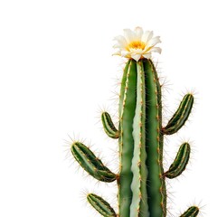 Naklejka premium Flowering Cactus with Yellow Bloom on White Background