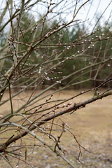 Budding tree branches signaling the early arrival of springtime in a serene and peaceful natural setting, nature's gentle transition emphasizes renewal and new life.