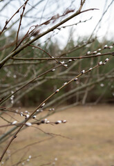 Close-up of Delicate Pussy Willow Buds in Natural Outdoor Setting Capturing Early Spring Growth in Serene Environment Surrounded by Soft Focused Trees in Background