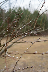Captivating image of budding branches symbolizing the renewal and vibrant energy of spring, showcasing the delicate and hopeful essence of nature's awakening cycle