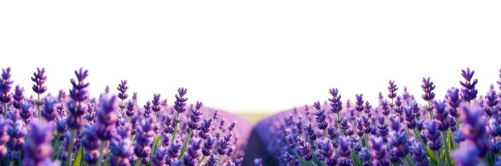 Obraz premium Isolated lavender field against a stark white expanse, peaceful, floral, still life
