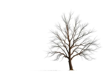 Obraz premium Lone deciduous tree, stark branches against pure white, plant, simple
