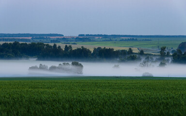Foggy landscape
