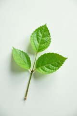 Single isolated branch in soft focus on white surface, foliage, simple, blur