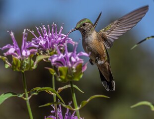 Various broad tailed hummingbirds on bee balm and geraniums 