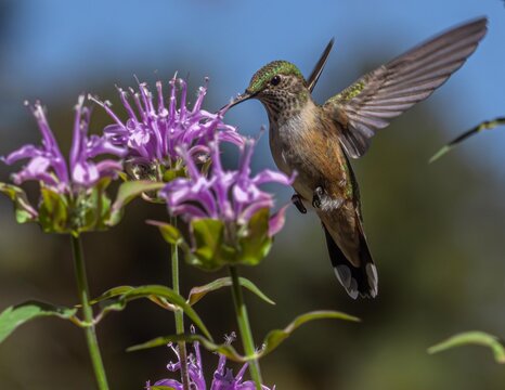 Various broad tailed hummingbirds on bee balm and geraniums 