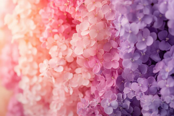 Obraz premium A captivating gradient of pink and purple hydrangeas, creating a beautiful floral display.