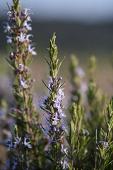 Flowering of the rosemary bush in nature