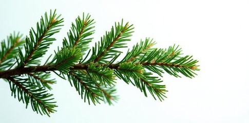 Obraz premium Twisted evergreen branch against white background, tree, branches