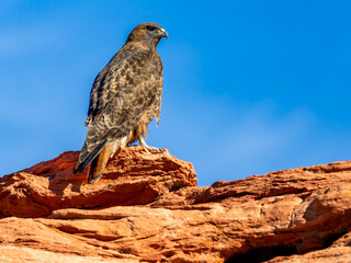 Red-Tailed Hawk
Valley of Fire State Park
Nevada