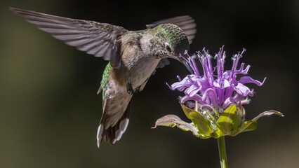 A collection of garden photos and wildlife photos of broad tailed, Rufus and Calliope hummingbirds in the Boulder Colorado region of the Rocky Mountains